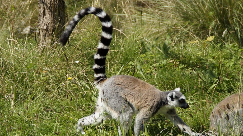 Madagaskar Afrika’nın En Büyük Adası mı?