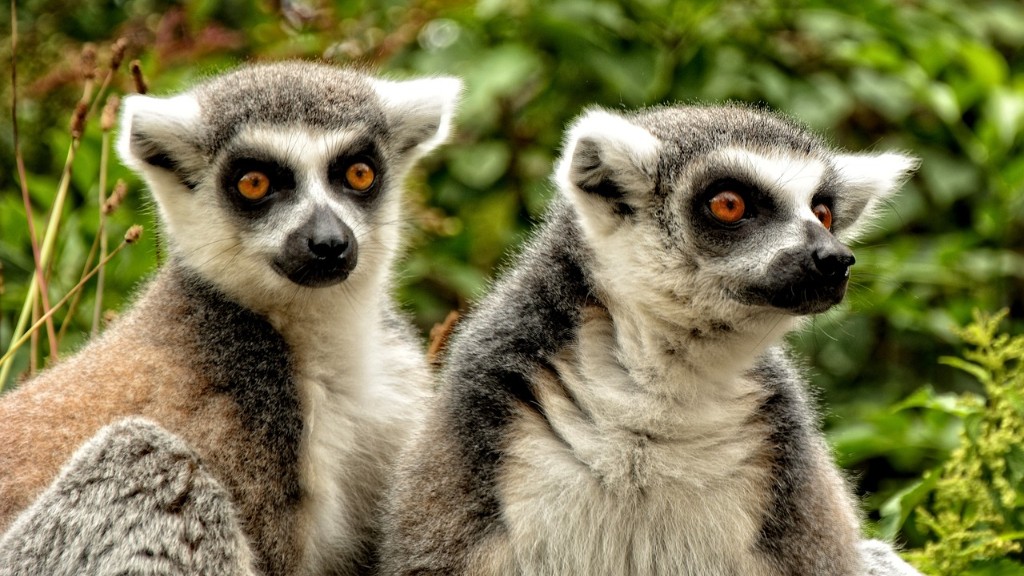 Madagaskar’daki En Tehlikeli Hayvanlar Nelerdir?
