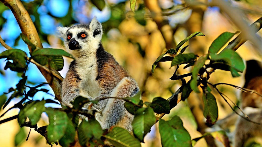 Madagaskar’da Hangi Yer Şekilleri Var?