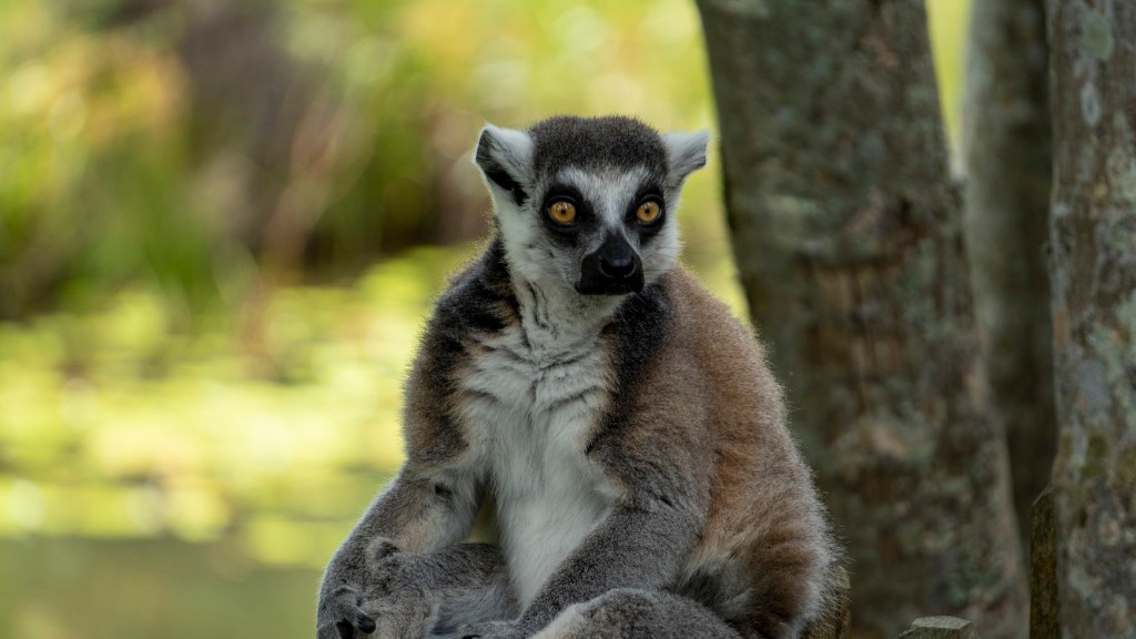 Madagaskar’da Mcdonalds Var mı